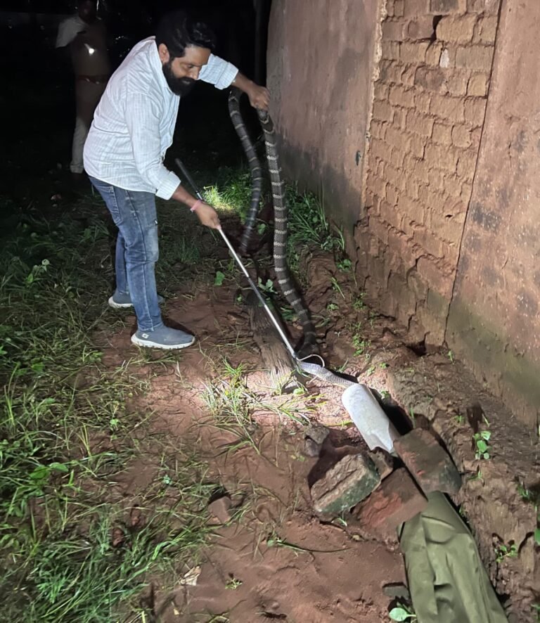 केसला गांव में खपरैल में घुसा 10 फीट लंबा किंग कोबरा, रेस्क्यू कर जंगल में छोड़ा