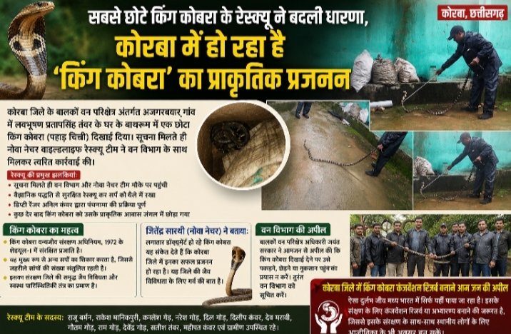 सबसे छोटे किंग कोबरा के रेस्क्यू ने बढ़ाई उम्मीद, कोरबा में प्राकृतिक प्रजनन के मिल रहे संकेत